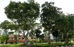 Peakview Estate (D16), Terrace #457516201